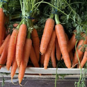 Bunch of Carrots