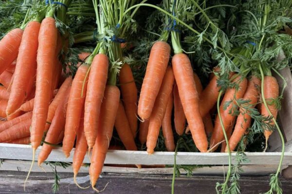 Bunch of Carrots